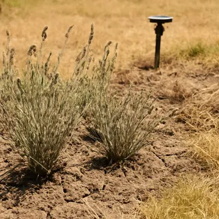 Before — hand-watered, patchy, summer losses