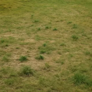Before — one mow a month, no programme