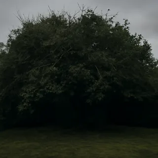 Before — overgrown, dangerous, or incorrectly shaped